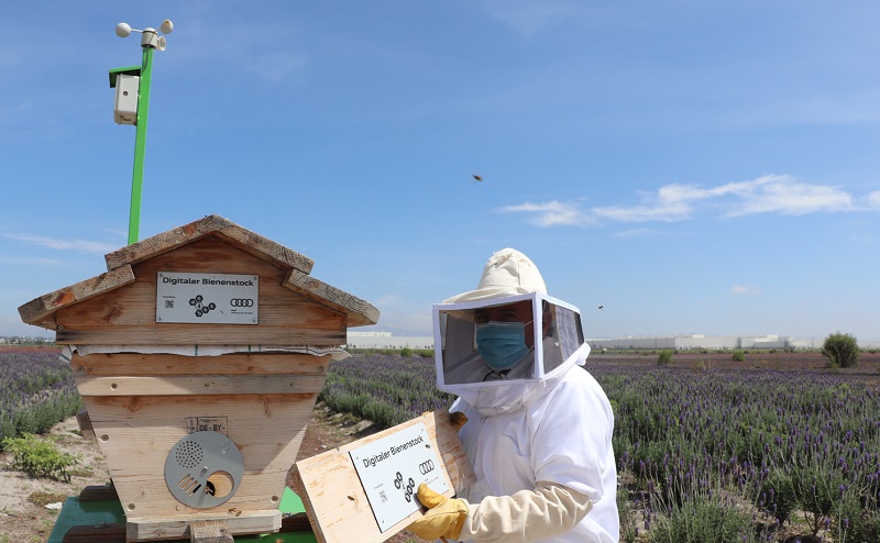 Audi México colaborará en la preservación de más de 30,000 abejas con colmenas de alta tecnología 